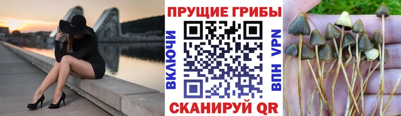 Псилоцибиновые грибы Psilocybine cubensis  купить  цена  Отрадная 